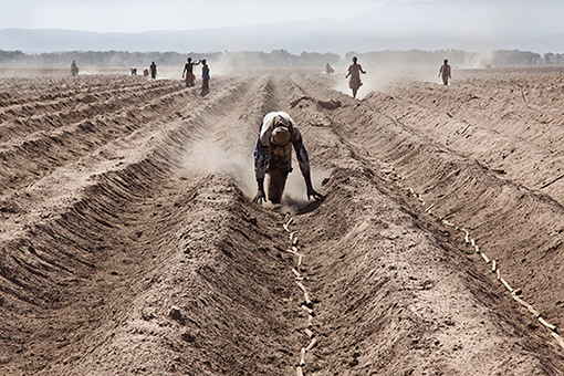 Alfredo Bini - Land Grabbing or Land to Investors?